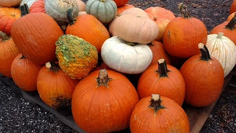 Pumpkins and gourds2 HD. Видео 94914918
