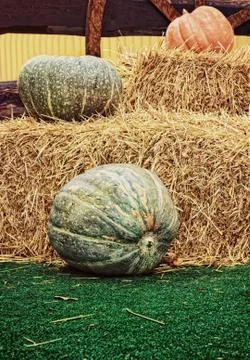 Pumpkins and hay stacks.Thanksgiving Display. Stock Photos