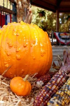 Pumpkins and indian corn make colorful autumn display Stock Photos
