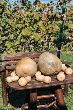 Pumpkins and pale squash fill wooden bench beneath vineyard trellis. Seasonal Stock Photos