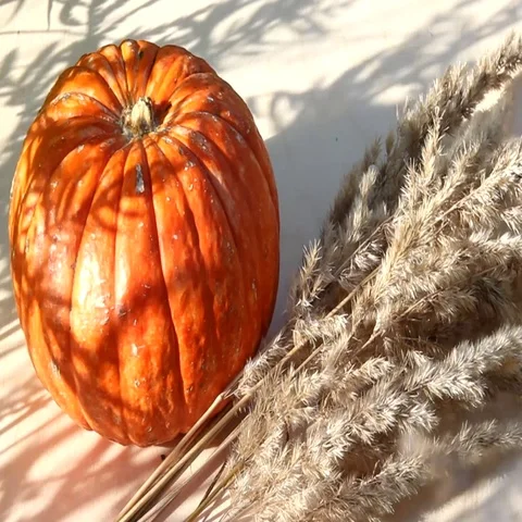 Pumpkins and pine cones for autumn festival Stock Footage 69334405