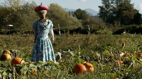 Pumpkins and scarecrow Stock Footage 530334