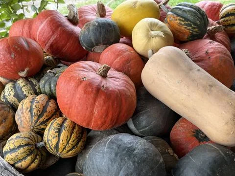 Pumpkins and Squash Stock Photos