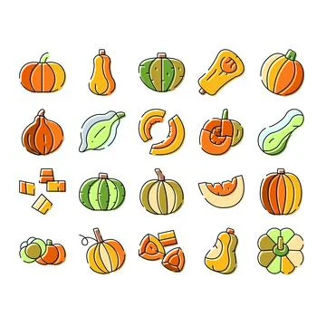 Pumpkins and squash whole and sliced illustrations Stock Illustration