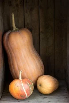 Pumpkins and squashes of different varieties in a wooden box. Autumn background Stock Photos