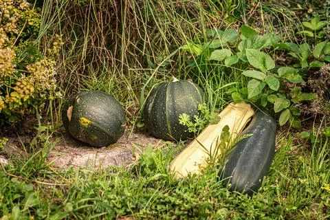 Pumpkins and squashes on the green grass Stock Photos