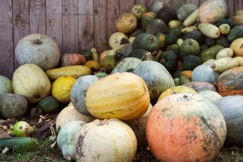 Pumpkins and squashes on ground in front of wooden wall Stock Photos