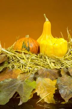 Pumpkins and squashes Stock Photos