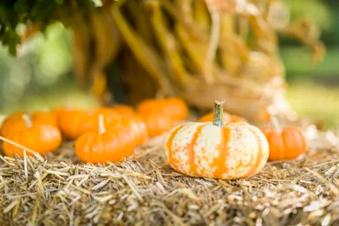 Pumpkins and Squashes Stock Photos