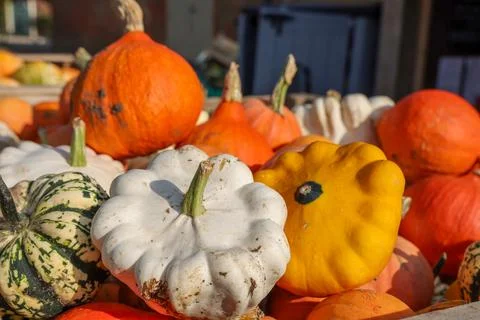 Pumpkins and Squashes Stock Photos