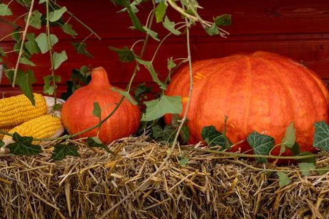 Pumpkins and sweet corn cobs on a hay. Stock Photos