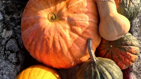 Pumpkins and veggies Video stock 223011964
