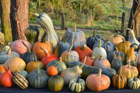 Pumpkins and winter squashes varieties, autumn harvest Stock Photos