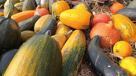 Pumpkins and zucchini in different varieties, shapes and colors Stock Footage 252552750