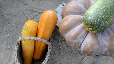 Pumpkins and zucchini, top view. Autumn harvest in the garden. Ripe fresh veg Stock Footage 138378531