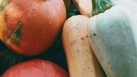 Pumpkins and zucchinis are lying in a cart, close?up. Harvest concept. 4K Stock Footage 344851307