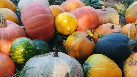 Pumpkins and zucchinis are lying on the grass. Harvest concept. 4K Stock Footage 344851865