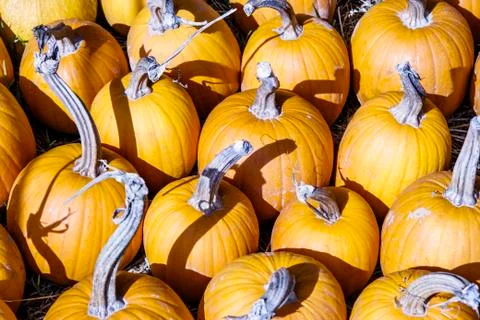 Pumpkins are lined up awaiting the crowd of children Stock Photos