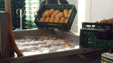 Pumpkins Are washed Видео 124079334