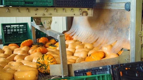 Pumpkins are washed in a water bath. Видео 124079344