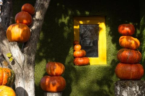 Pumpkins around a small window. Stock Photos