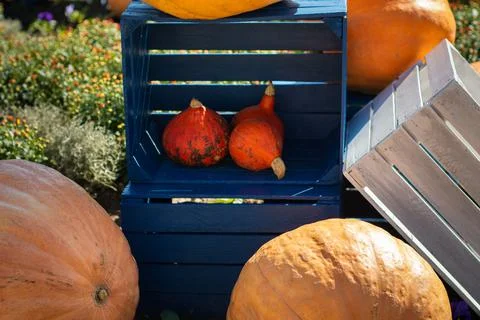 Pumpkins arranged in an autumn composition Foto stock