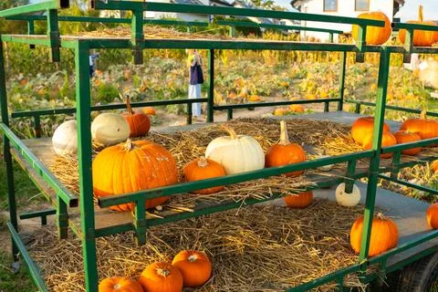 Pumpkins arranged on a cart at a pumpkin patch during Halloween season Stock Photos