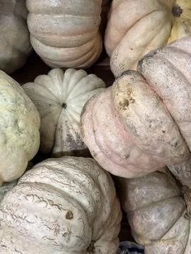 Pumpkins in assorted shapes create textured autumn background for festive o.. Stock Photos