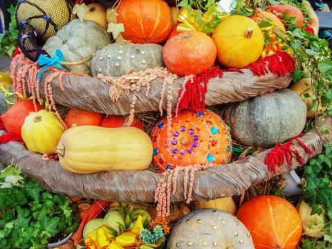 Pumpkins. Autumn composition with different types of pumpkins. Stock Photos