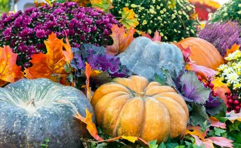 Pumpkins. Autumn composition with different types of pumpkins. Foto stock