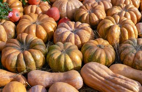 Pumpkins. Autumn composition with different types of pumpkins. Stock Photos
