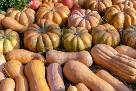 Pumpkins. Autumn composition with different types of pumpkins. Stock Photos