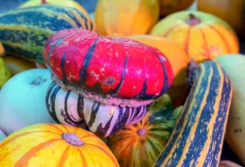 Pumpkins. Autumn composition with different types of pumpkins. Stock Photos