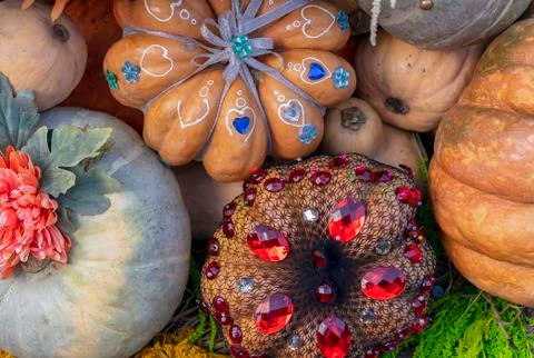 Pumpkins. Autumn composition with pumpkins in gift wrapping. Stock Photos