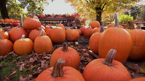 Pumpkins in autumn with dolly move Stock Footage 42578372