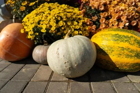 Pumpkins with autumn flowers, pumpkin patch at farm Stock Photos