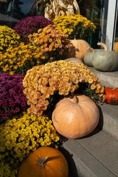 Pumpkins with autumn flowers, pumpkin patch at farm Stock Photos