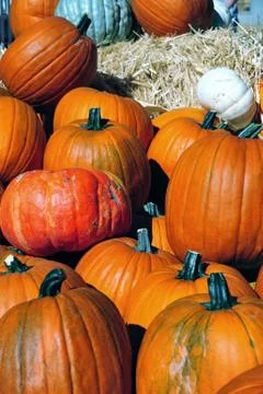 Pumpkins in autumn Stock Photos