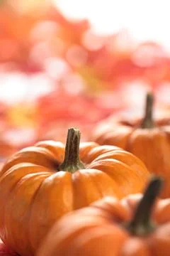 Pumpkins background Stock Photos