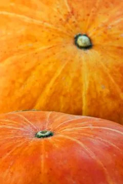 Pumpkins background Stock Photos