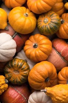 Pumpkins background Stock Photos