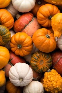 Pumpkins background Stock Photos