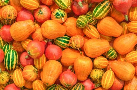 Pumpkins background with realistic texture, 3D rendering Stock Illustration