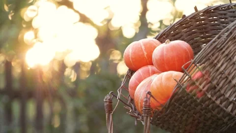 Pumpkins in a basket. Stockbeeldmateriaal 161960884