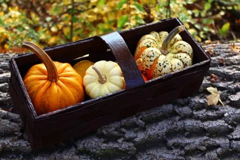 Pumpkins in a basket in the forest Stock Photos