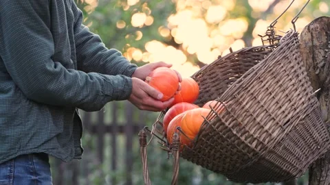 Pumpkins in a basket in nature. Vidéo 161961038