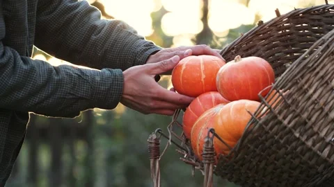 Pumpkins in a basket in nature. Stock Footage 161961156