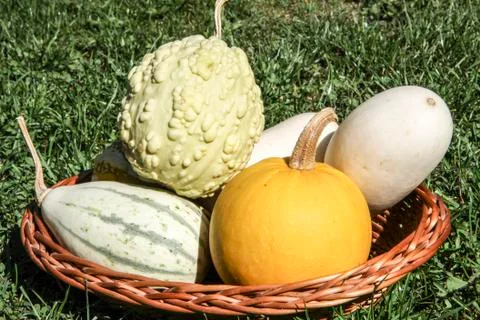 Pumpkins in the basket Stock Photos