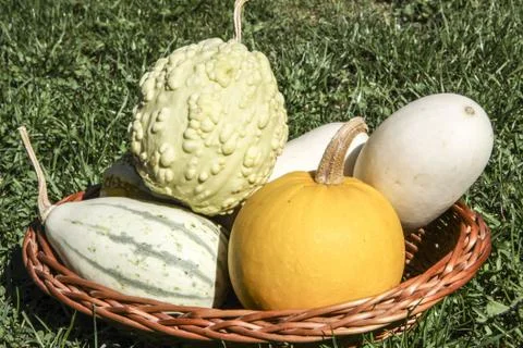 Pumpkins in the basket Stock Photos