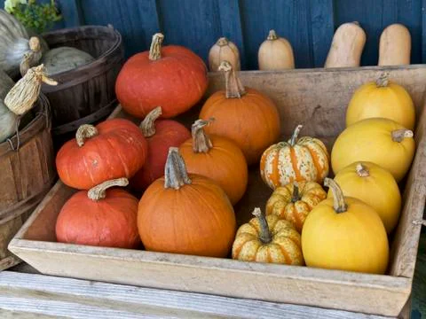Pumpkins in basket Stock Photos